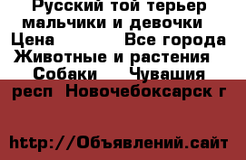 Русский той-терьер мальчики и девочки › Цена ­ 8 000 - Все города Животные и растения » Собаки   . Чувашия респ.,Новочебоксарск г.